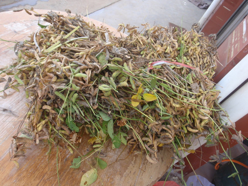 A type of Pea or Been harvest.